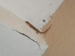 Hemidactylus frenatus