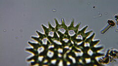 Pediastrum duplex