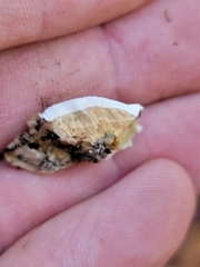 Rigidoporus populinus