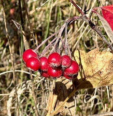 Aronia arbutifolia