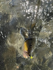 Catostomus macrocheilus