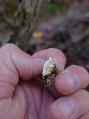 Rigidoporus populinus