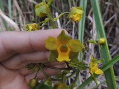 Cyrtopodium flavum
