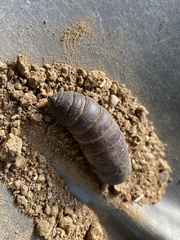 Pachysphinx occidentalis