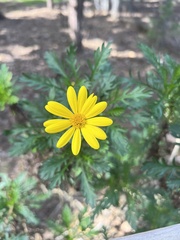 Euryops
