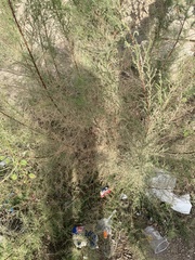 Tamarix chinensis