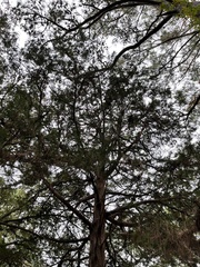 Chamaecyparis thyoides