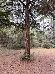 Chamaecyparis thyoides