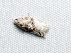 Isotenes miserana