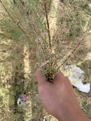 Tamarix chinensis