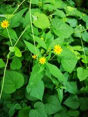 Melampodium divaricatum