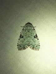 Leuconycta diphteroides