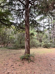 Chamaecyparis thyoides