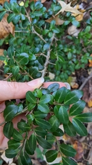 Ilex crenata