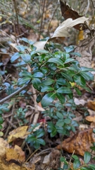 Ilex crenata