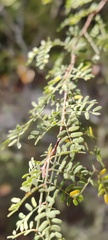 Mimosa texana