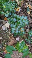 Ilex crenata