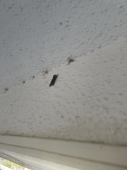 Plodia interpunctella