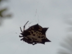 Gasteracantha kuhli