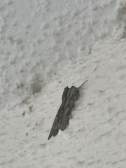 Plodia interpunctella