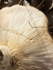 Lactarius alnicola