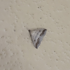 Tetanolita palligera