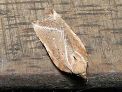 Arachnographa micrastrella