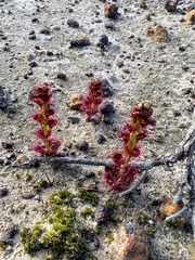 Drosera platypoda