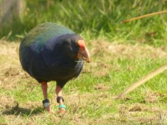 Porphyrio hochstetteri