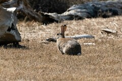 Oryctolagus cuniculus cuniculus