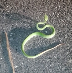 Trimeresurus stejnegeri