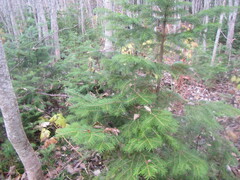 Abies sachalinensis