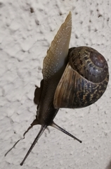Cornu aspersum