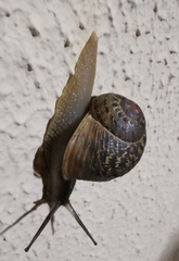 Cornu aspersum