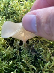 Clitocybe dealbata