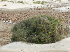 Launaea arborescens