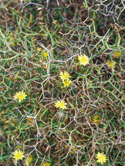 Launaea arborescens