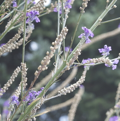 Linaria purpurea