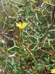 Launaea arborescens