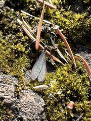 Reticulitermes hesperus