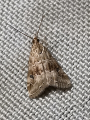 Hellula undalis