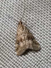 Hellula undalis