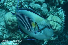 Acanthurus sohal