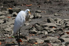Ardea alba modesta