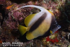 Heniochus intermedius