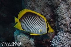 Chaetodon melannotus