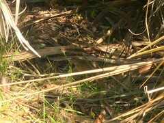 Poodytes punctatus punctatus