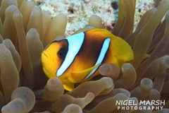 Amphiprion bicinctus
