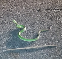 Trimeresurus stejnegeri