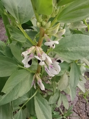 Vicia faba